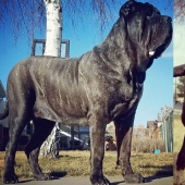 Un cachorro de 9 meses de una raza antigua pesa 80 kilogramos y golpea a un adulto con una cola