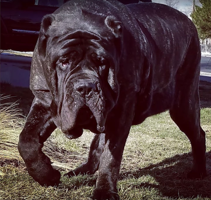 Un cachorro de 9 meses de una raza antigua pesa 80 kilogramos y golpea a un adulto con una cola