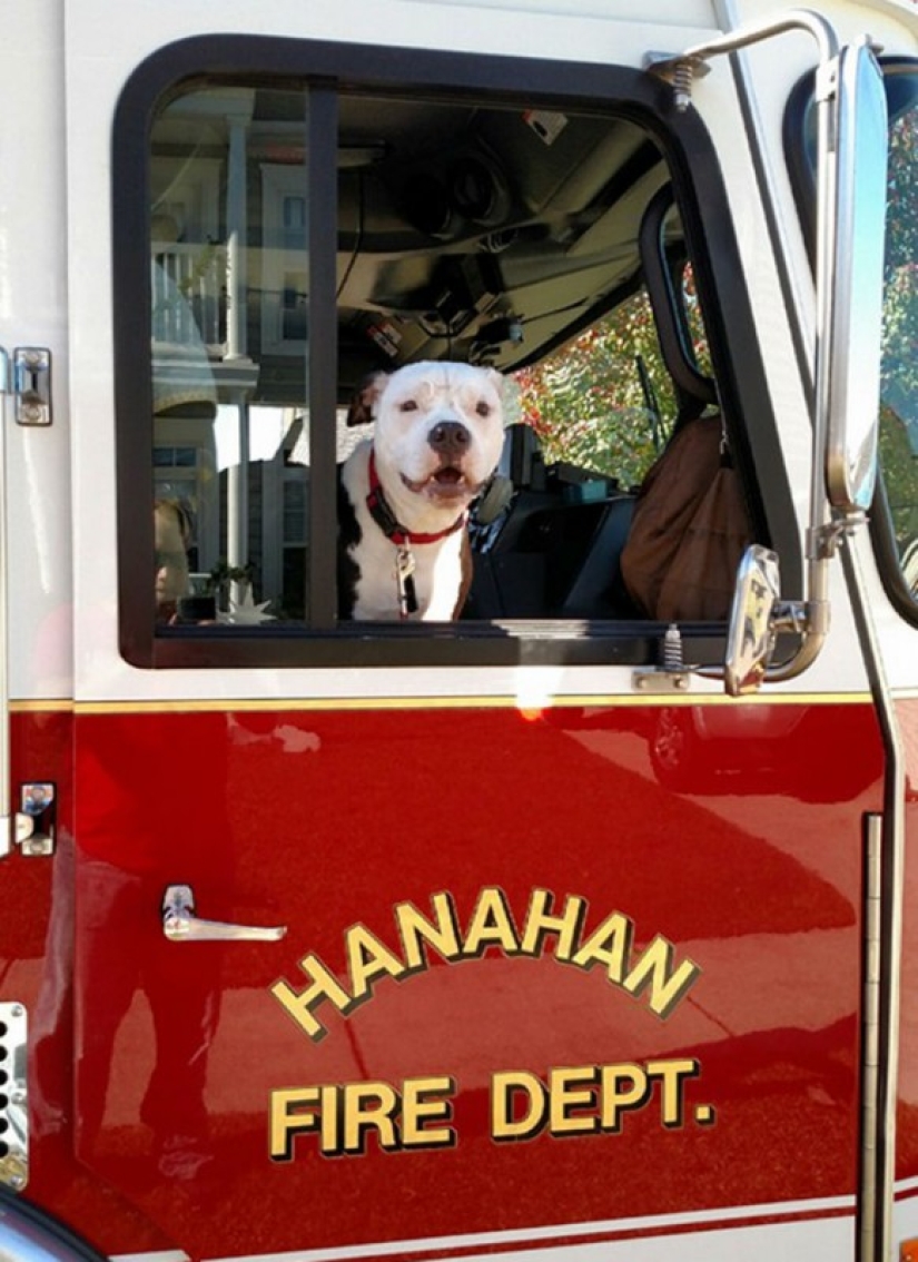 Un cachorro que apenas sobrevivió al incendio creció y se convirtió en un perro de fuego