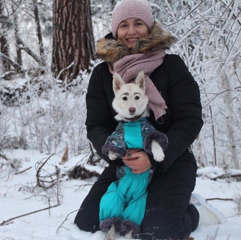 Un cachorro sin hogar con cejas que se consideraban pintadas ha encontrado un hogar en Bratsk