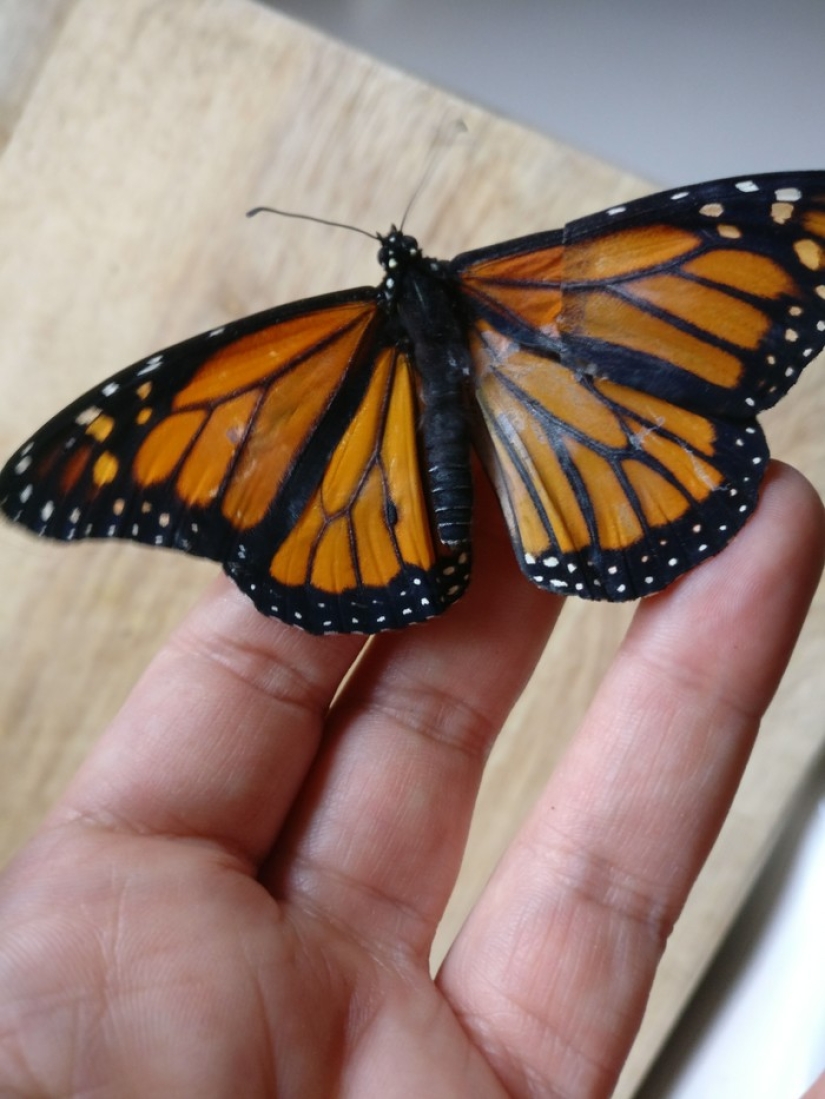 Un diseñador de moda estadounidense realizó una operación de trasplante de alas en una mariposa viva