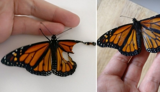 Un diseñador de moda estadounidense realizó una operación de trasplante de alas en una mariposa viva