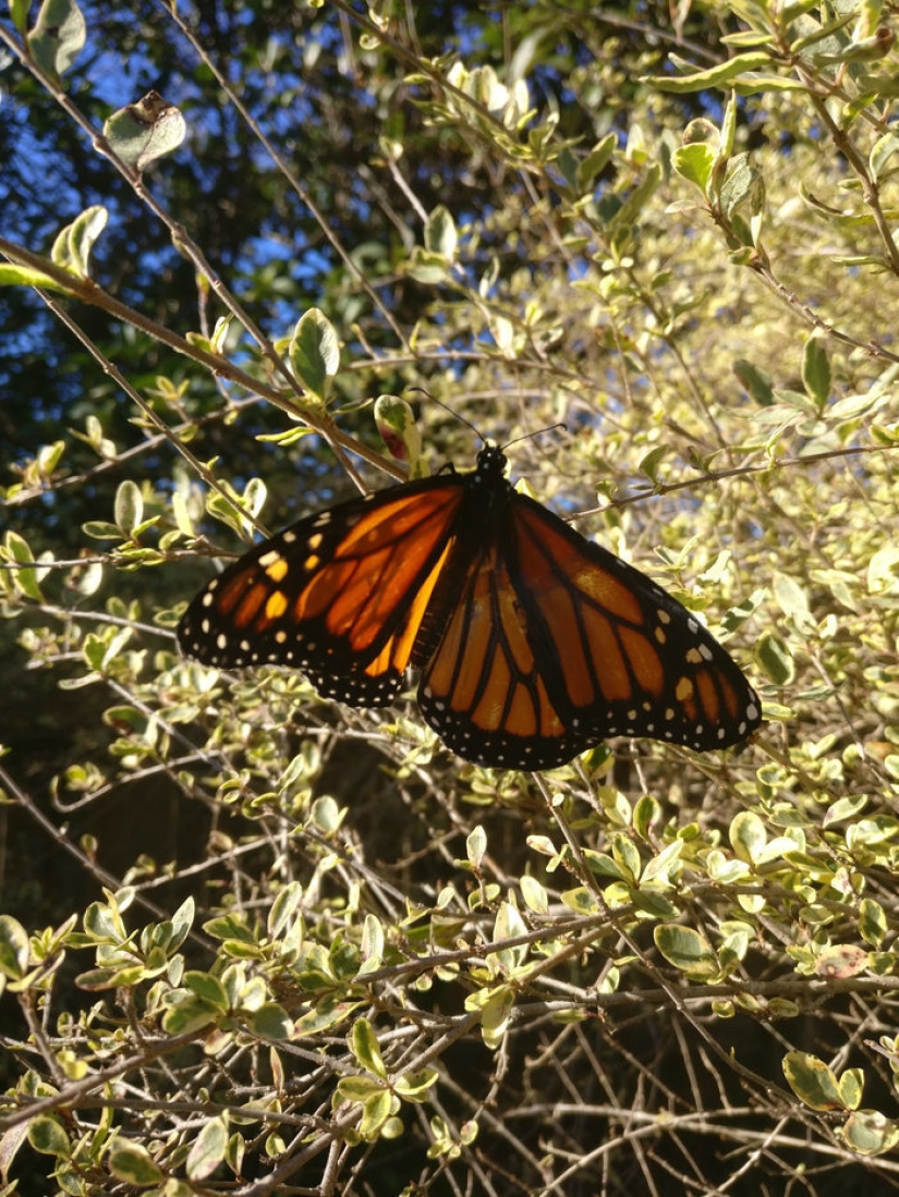 Un diseñador de moda estadounidense realizó una operación de trasplante de alas en una mariposa viva