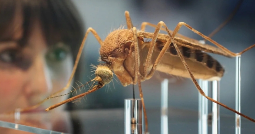 Un ejército de un millón de mosquitos mutantes se ha creado en el Reino Unido y esta no es una arma nueva en absoluto