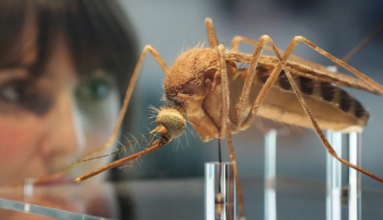 Un ejército de un millón de mosquitos mutantes se ha creado en el Reino Unido y esta no es una arma nueva en absoluto