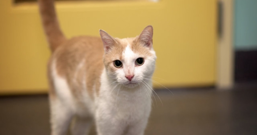 Un estadounidense domesticó a un gato ciego sin hogar leyéndole libros de Harry Potter