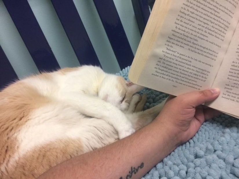 Un estadounidense domesticó a un gato ciego sin hogar leyéndole libros de Harry Potter