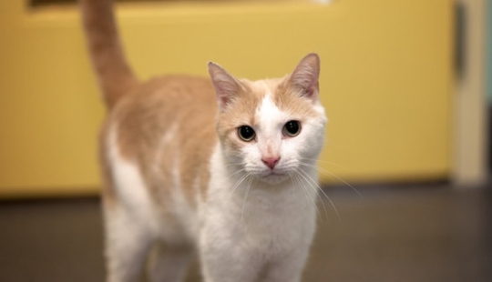 Un estadounidense domesticó a un gato ciego sin hogar leyéndole libros de Harry Potter Un estadounidense domesticó a un gato ciego sin hogar leyéndole libros de Harry Potter