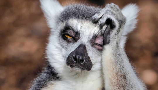 Un fotógrafo de Melbourne capturó a un lémur que sufría de resaca Un fotógrafo de Melbourne capturó a un lémur que sufría de resaca