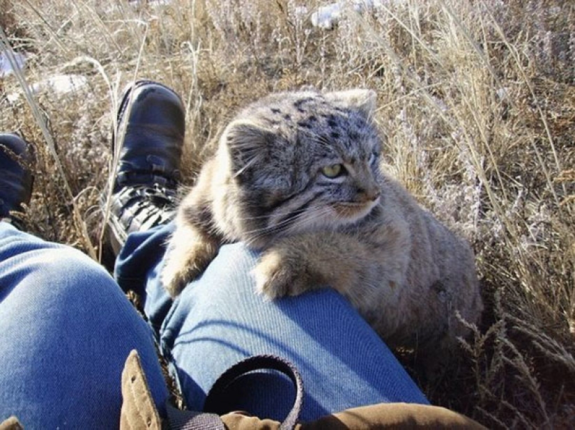 Un granjero ruso salvó gatitos no muy comunes en su parcela