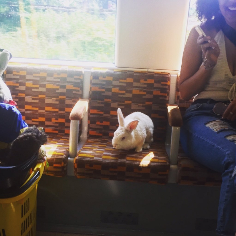 Un importante conejo blanco cabalga por Londres como una liebre