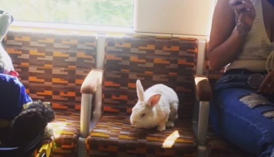 Un importante conejo blanco cabalga por Londres como una liebre