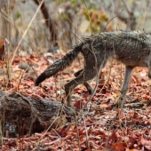 Un lobo con una botella de plástico en la cabeza: la toma aleatoria de un fotógrafo salvó al animal de una muerte dolorosa