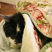 Un maestro estadounidense común gastó 19 mil dólares en un trasplante de riñón a un gato