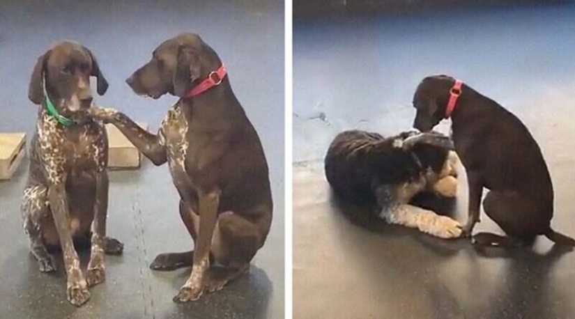 Un perro amable que acaricia a sus compañeros perros con su pata se ha enamorado de los cibernautas
