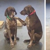 Un perro amable que acaricia a sus compañeros perros con su pata se ha enamorado de los cibernautas