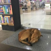 Un perro callejero roba un libro de una librería y se convierte en una celebridad