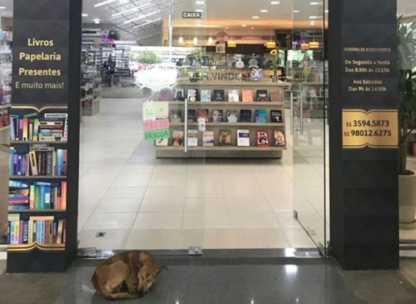Un perro callejero roba un libro de una librería y se convierte en una celebridad