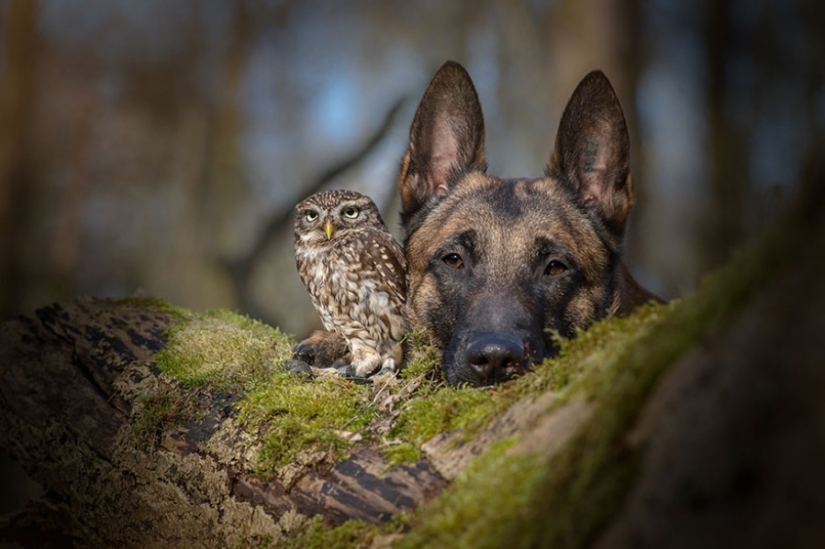 Un perro y un búho que no pueden vivir el uno sin el otro