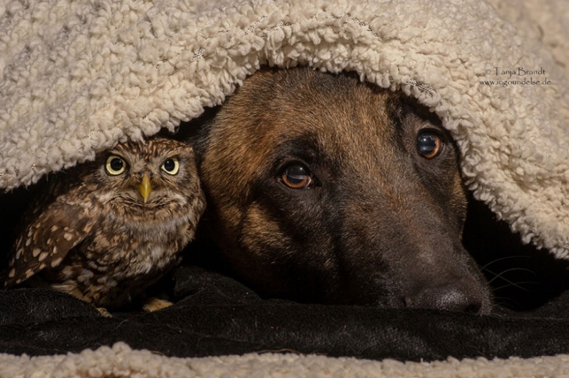 Un perro y un búho que no pueden vivir el uno sin el otro