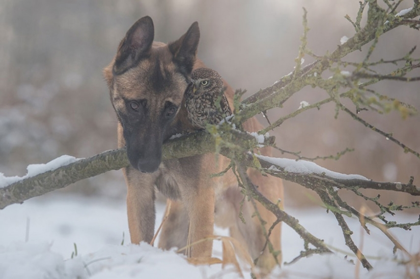 Un perro y un búho que no pueden vivir el uno sin el otro