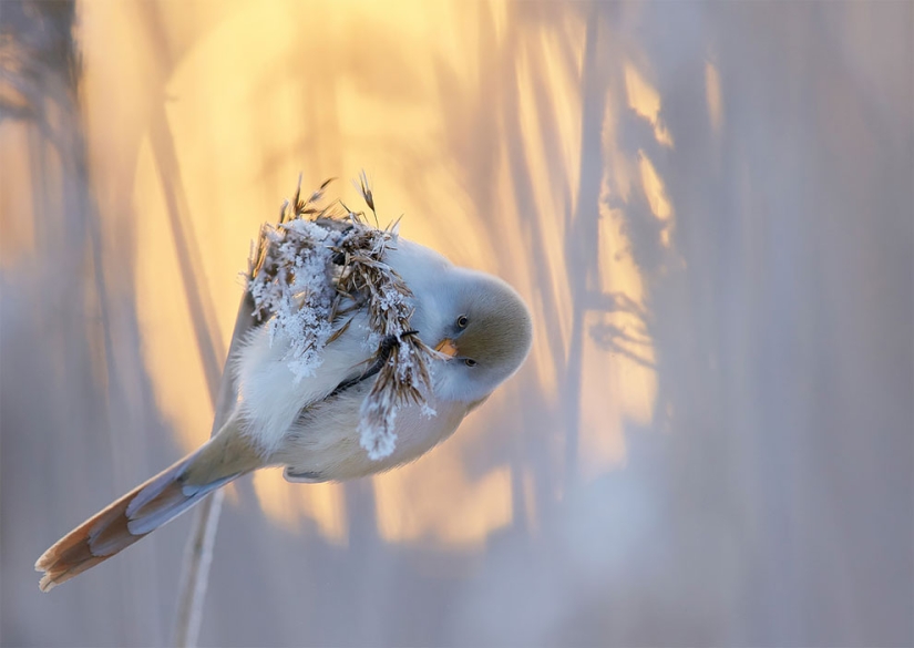 Un pájaro está a punto de volar: se han seleccionado las mejores fotos de aves de 2017