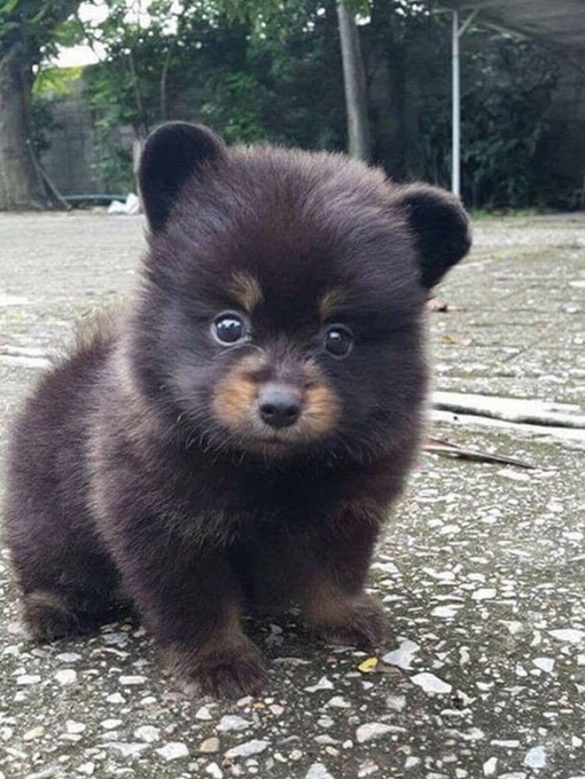 Un raro cachorro de oso fue vendido a una mujer china en lugar de a un perro