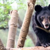 Un raro cachorro de oso fue vendido a una mujer china en lugar de a un perro