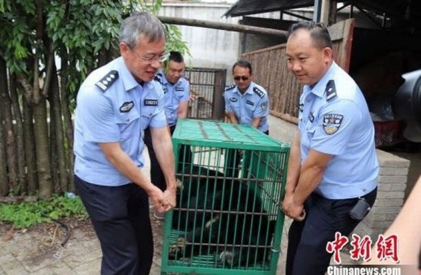 Un raro cachorro de oso fue vendido a una mujer china en lugar de a un perro