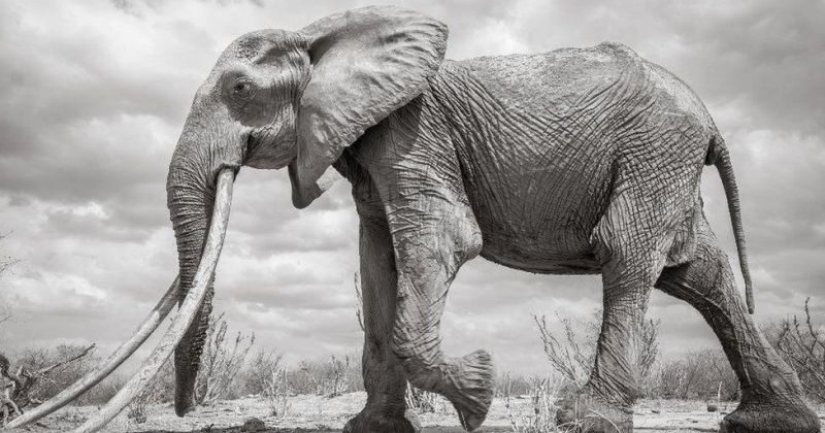 Un raro elefante con "súper colmillos" murió en Kenia
