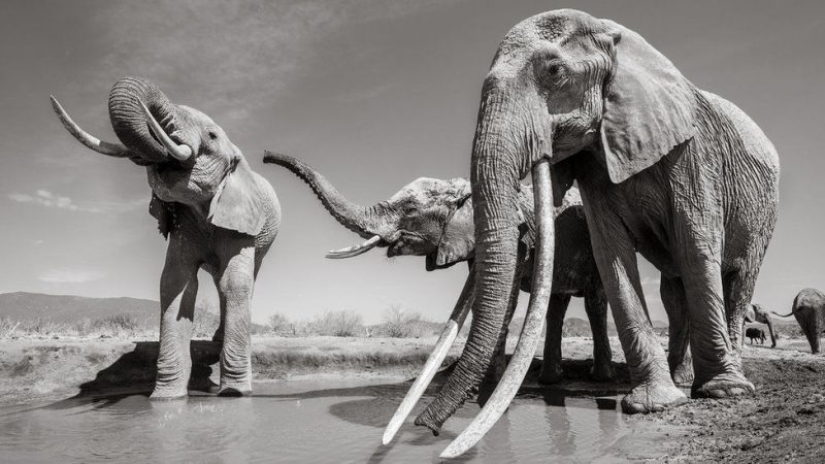 Un raro elefante con "súper colmillos" murió en Kenia