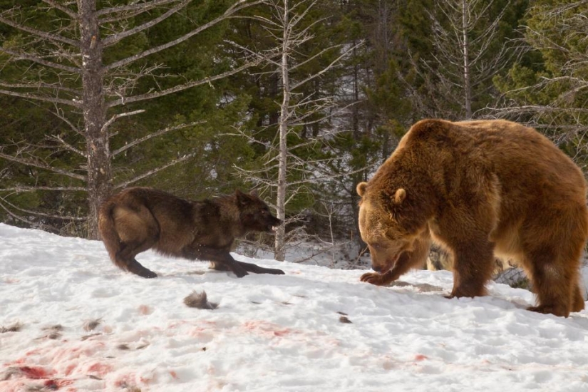 Un turista presenció una sangrienta pelea de osos pardos con una manada de lobos