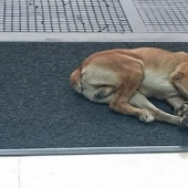 Una azafata protegió a un perro callejero que la encontraba cada vez cerca de un hotel en Buenos Aires