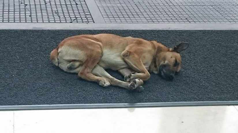 Una azafata protegió a un perro callejero que la encontraba cada vez cerca de un hotel en Buenos Aires