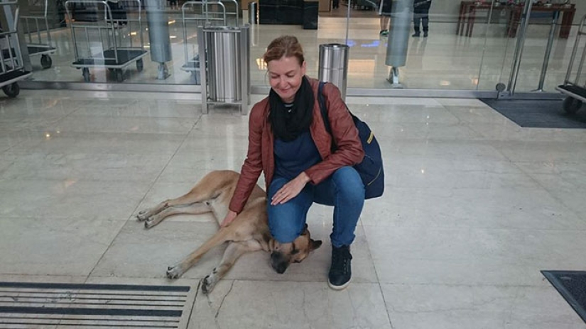 Una azafata protegió a un perro callejero que la encontraba cada vez cerca de un hotel en Buenos Aires