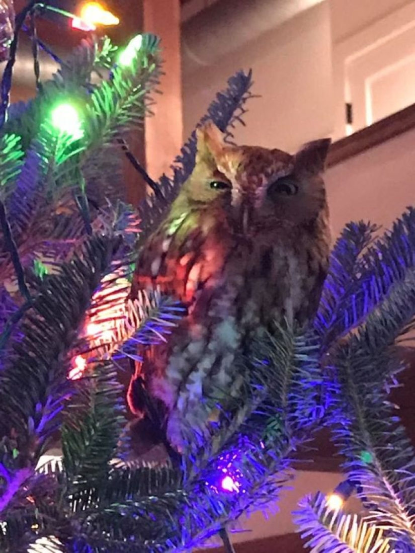 Una familia estadounidense se compró un árbol de Navidad con una pequeña sorpresa