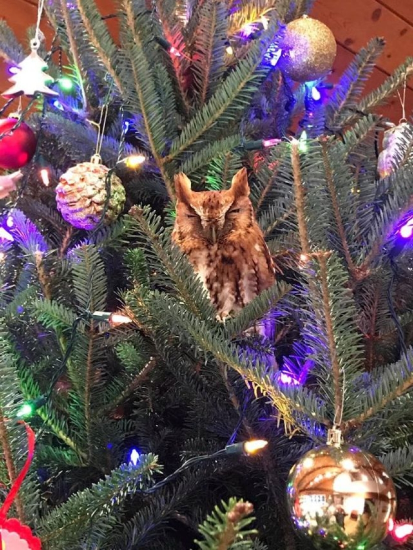 Una familia estadounidense se compró un árbol de Navidad con una pequeña sorpresa