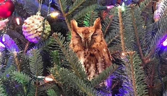 Una familia estadounidense se compró un árbol de Navidad con una pequeña sorpresa