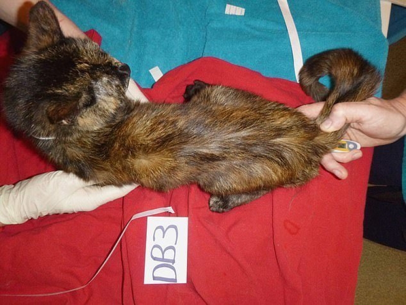 Una gatina británica fue enviada a prisión y se le prohibió tener animales de por vida después de lo que vio en su apartamento