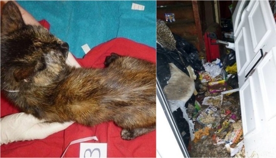 Una gatina británica fue enviada a prisión y se le prohibió tener animales de por vida después de lo que vio en su apartamento