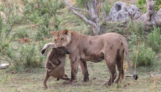Una historia increíble que conmociona a muchos Una historia increíble que conmociona a muchos