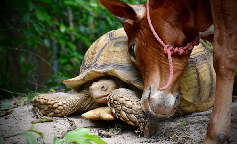 Una inusual amistad entre una tortuga gigante y una cría de tres patas