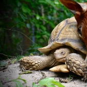 Una inusual amistad entre una tortuga gigante y una cría de tres patas