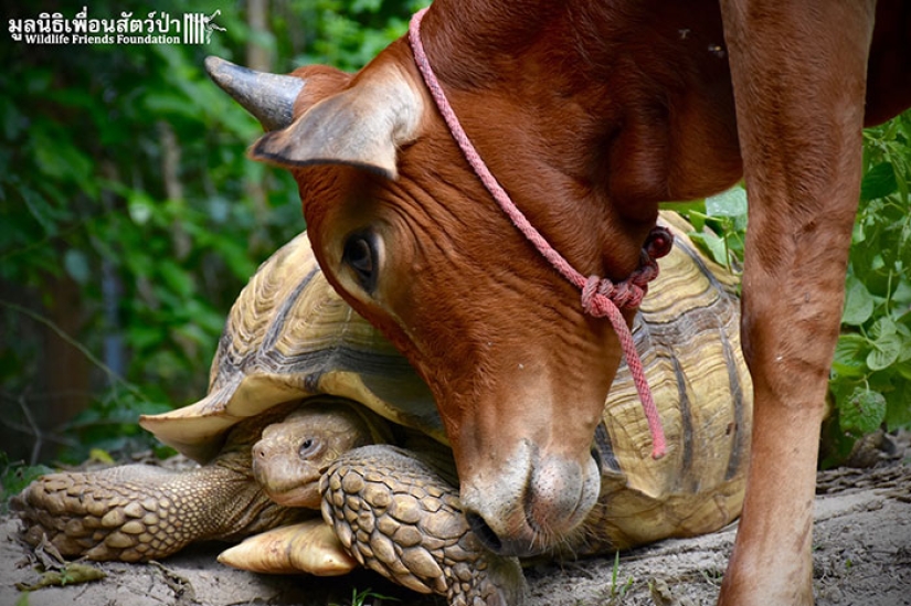 Una inusual amistad entre una tortuga gigante y una cría de tres patas