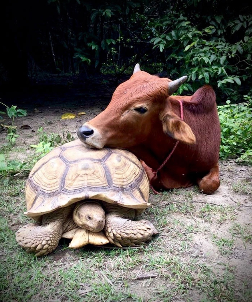 Una inusual amistad entre una tortuga gigante y una cría de tres patas