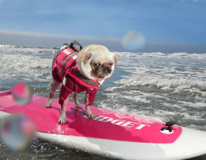 Una manera fácil de escapar de las penas es seguir al perro.