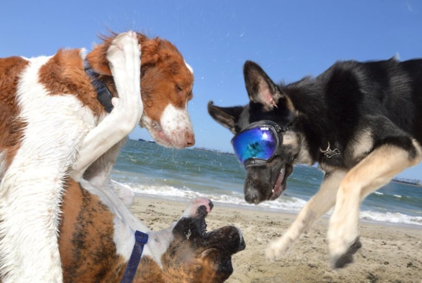 Una manera fácil de escapar de las penas es seguir al perro.