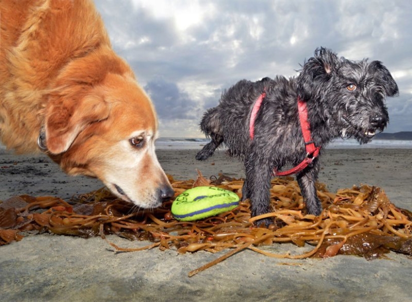 Una manera fácil de escapar de las penas es seguir al perro.