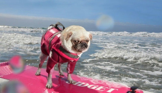 Una manera fácil de escapar de las penas es seguir al perro. Una manera fácil de escapar de las penas es seguir al perro.