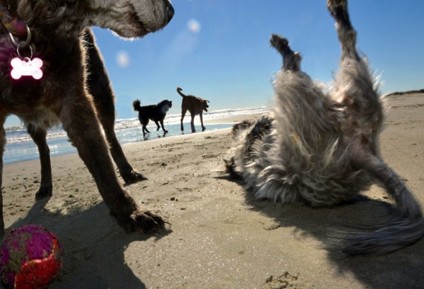 Una manera fácil de escapar de las penas es seguir al perro.